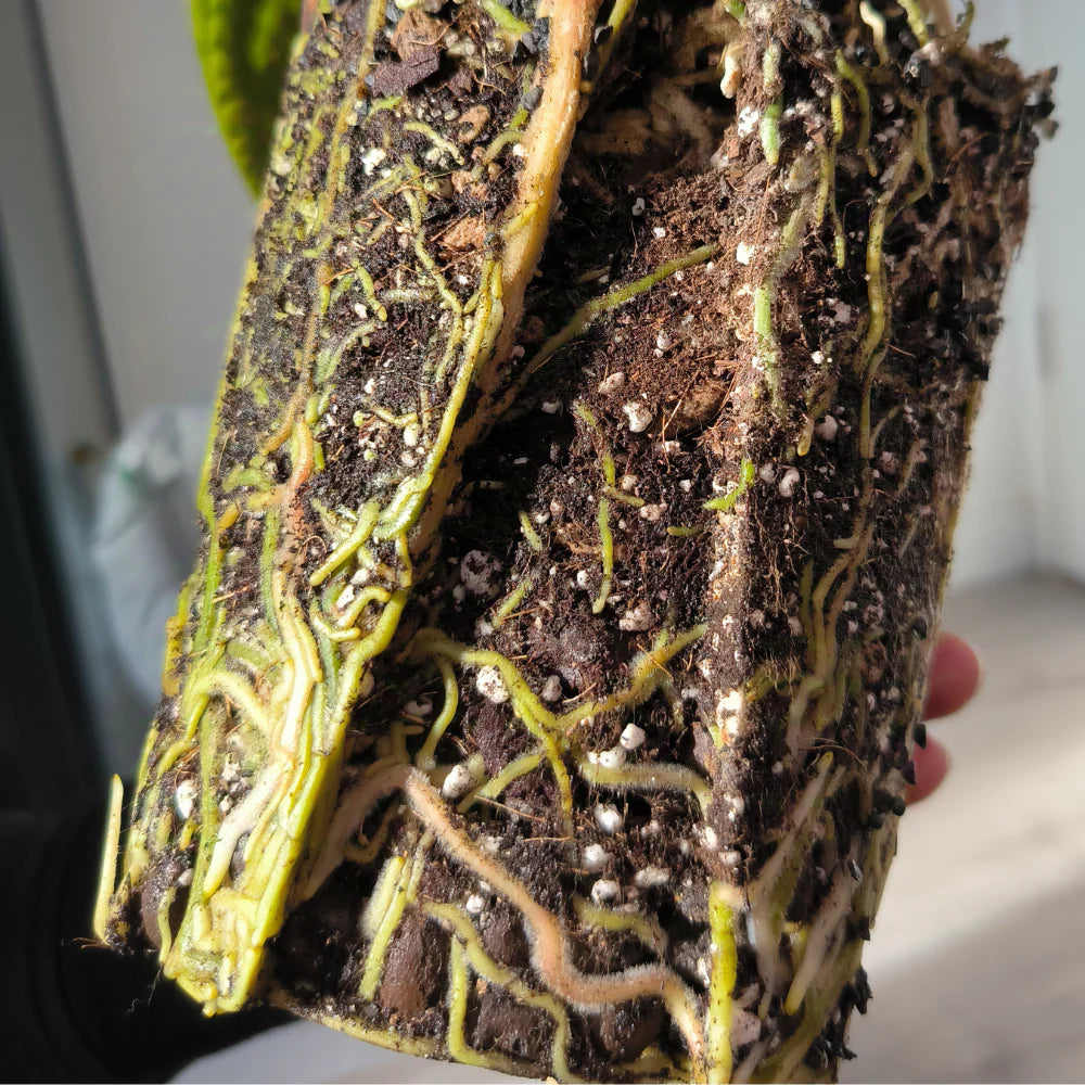 Priehľadný kvetináč pre aroidy Plantscraper