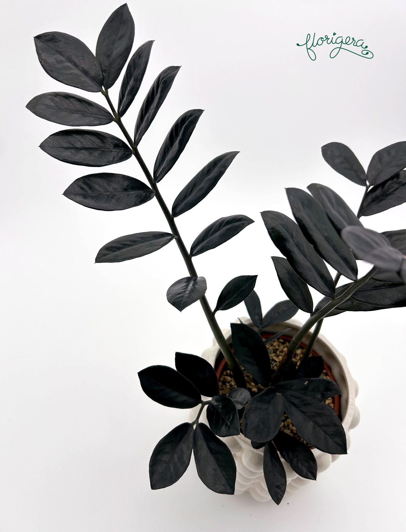 Zamioculcas zamiifolia Raven - Florigera