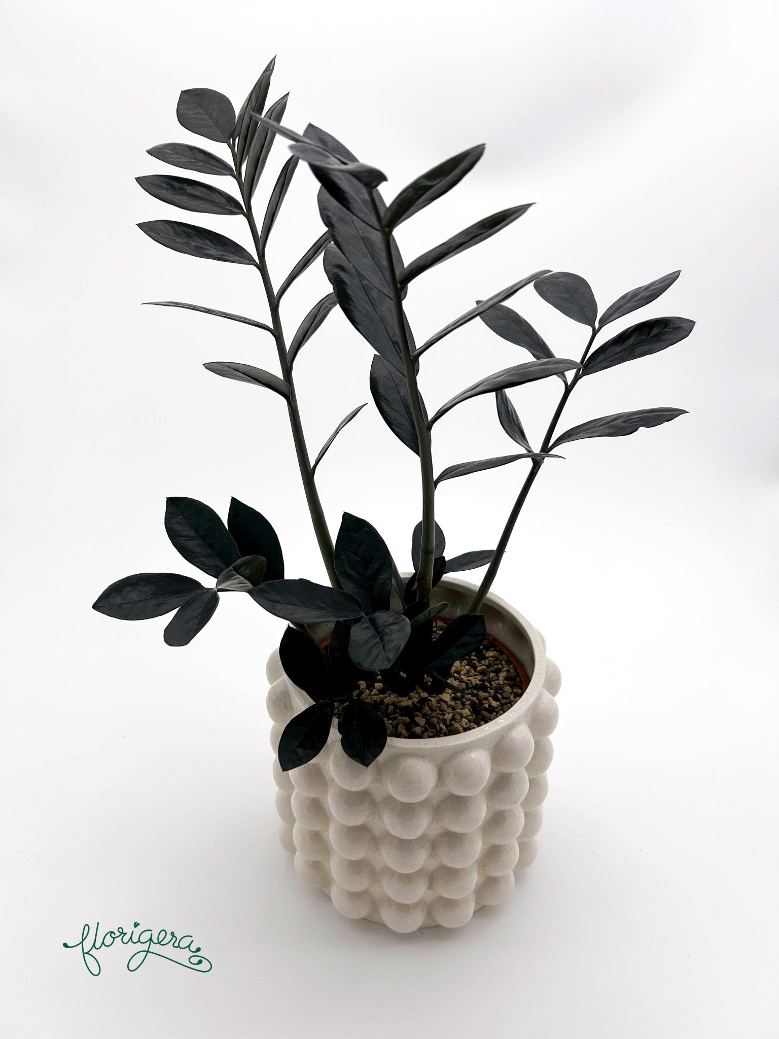 Zamioculcas zamiifolia Raven - Florigera
