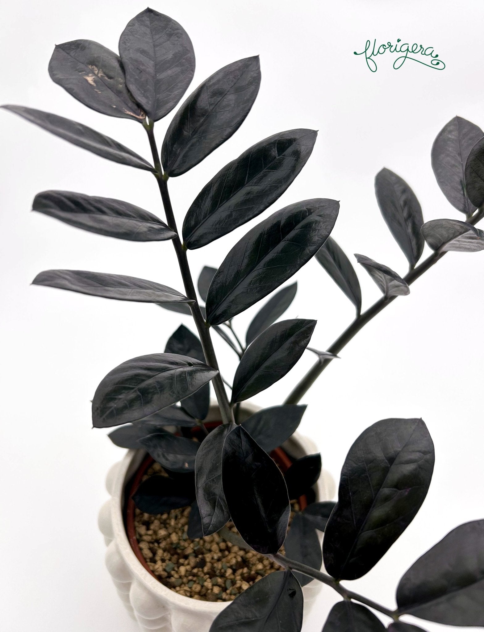 Zamioculcas zamiifolia Raven - Florigera