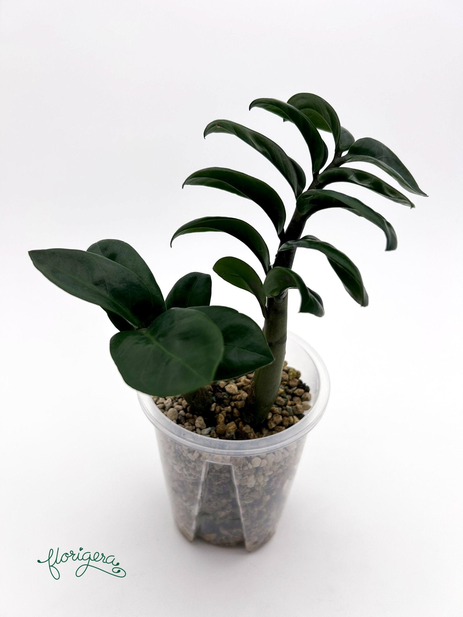Zamioculcas zamiifolia Zenzi - baby rastlinka - Florigera
