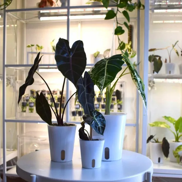 Samozavlažovací kvetináč Plantscraper s priehľadnou vložkou