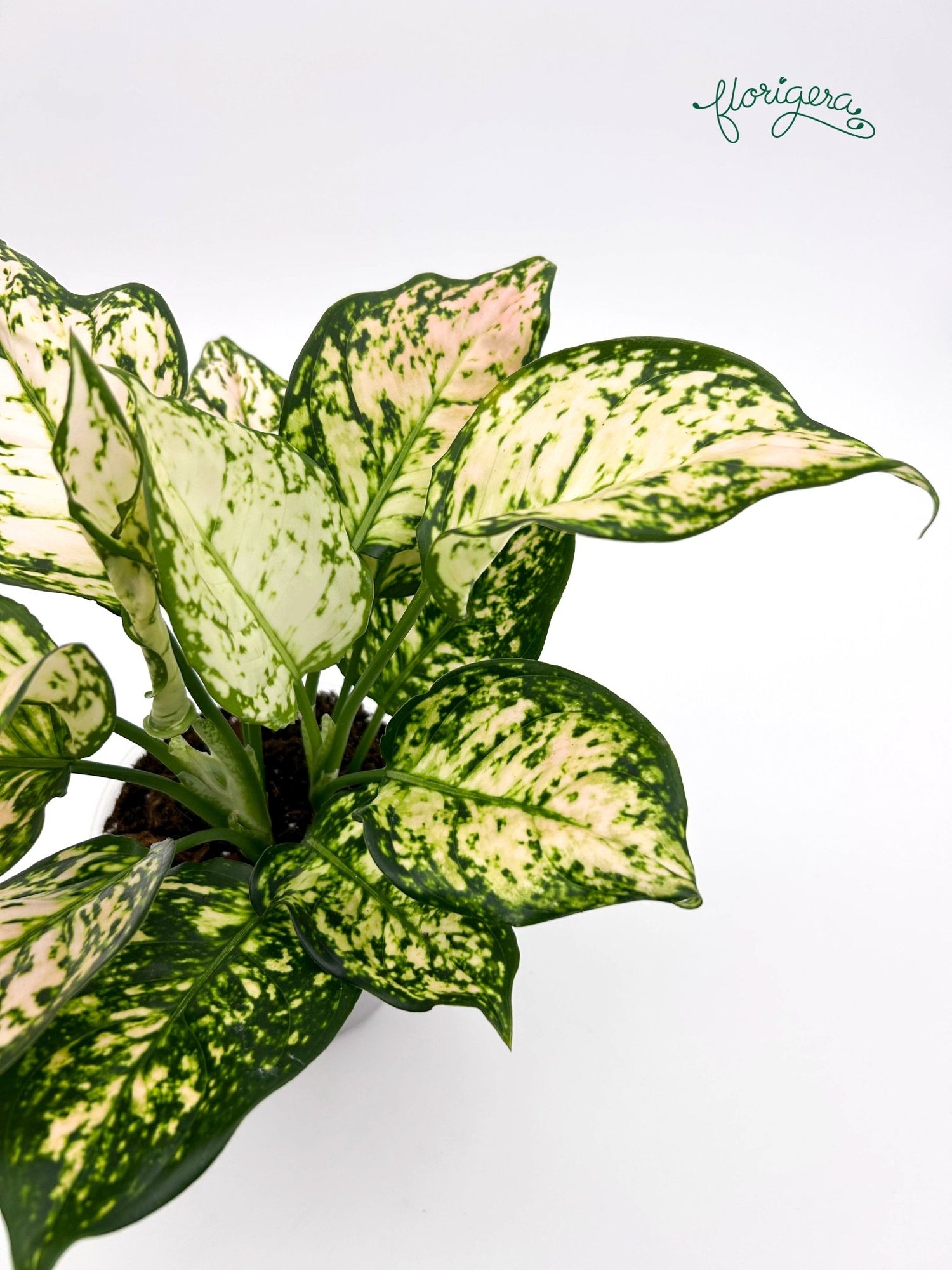 Aglaonema Eileen - Florigera
