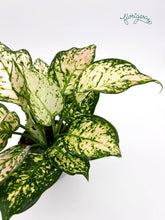 Aglaonema Eileen - Florigera