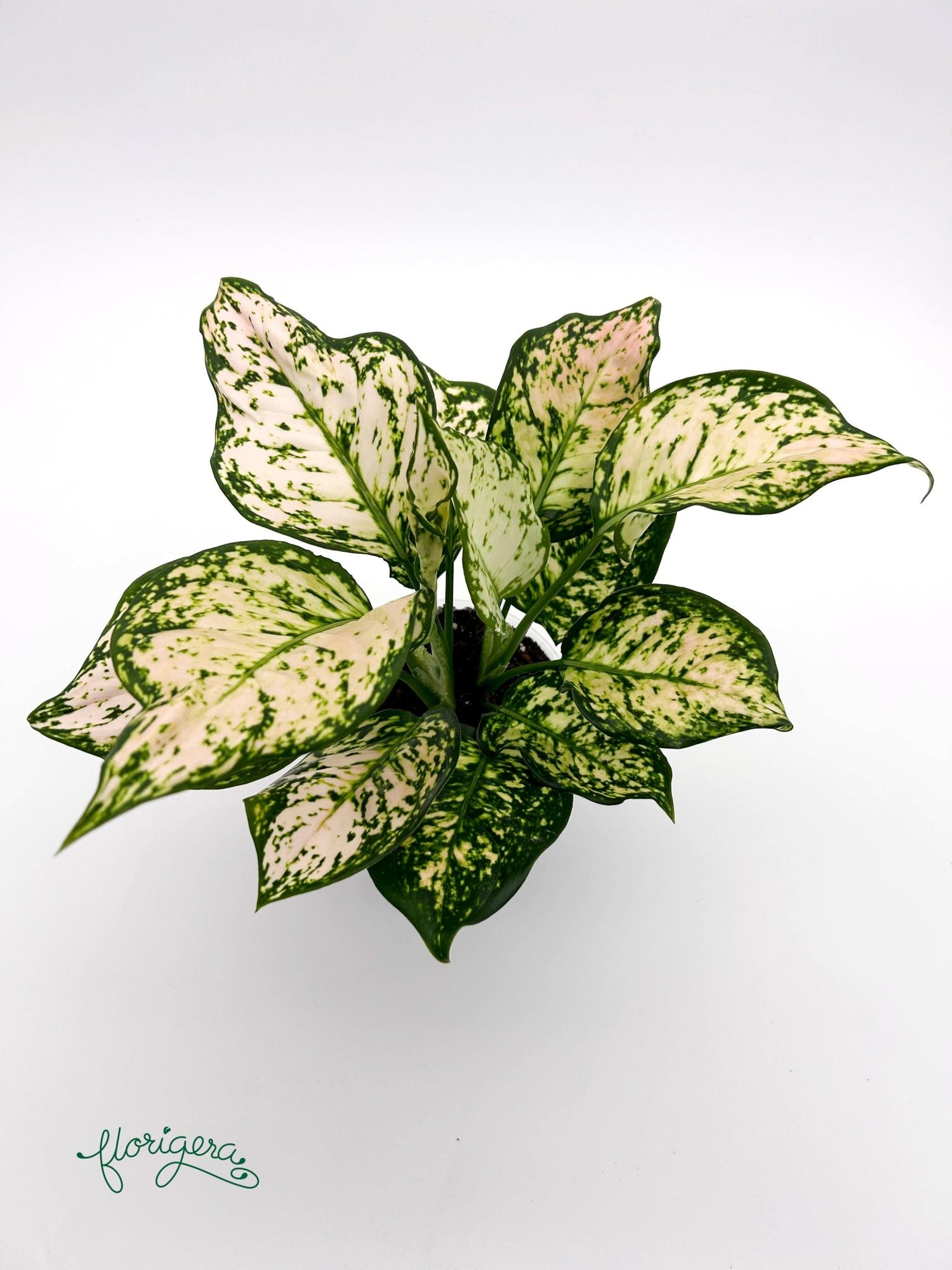 Aglaonema Eileen - Florigera