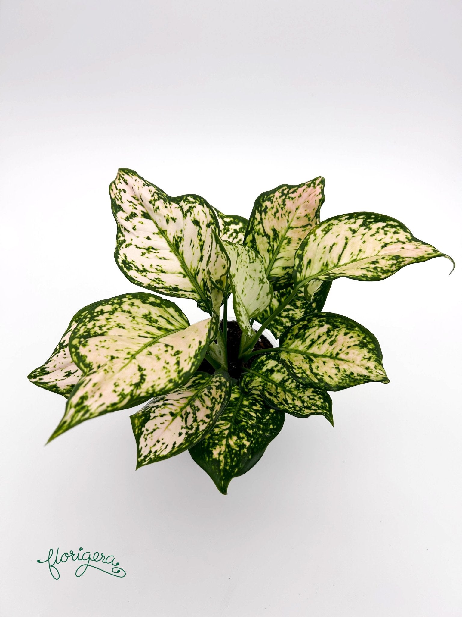 Aglaonema Eileen - Florigera