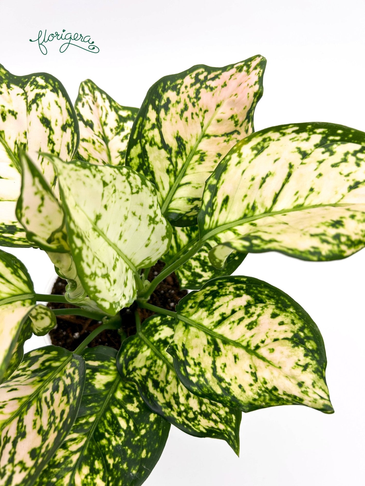 Aglaonema Eileen - Florigera