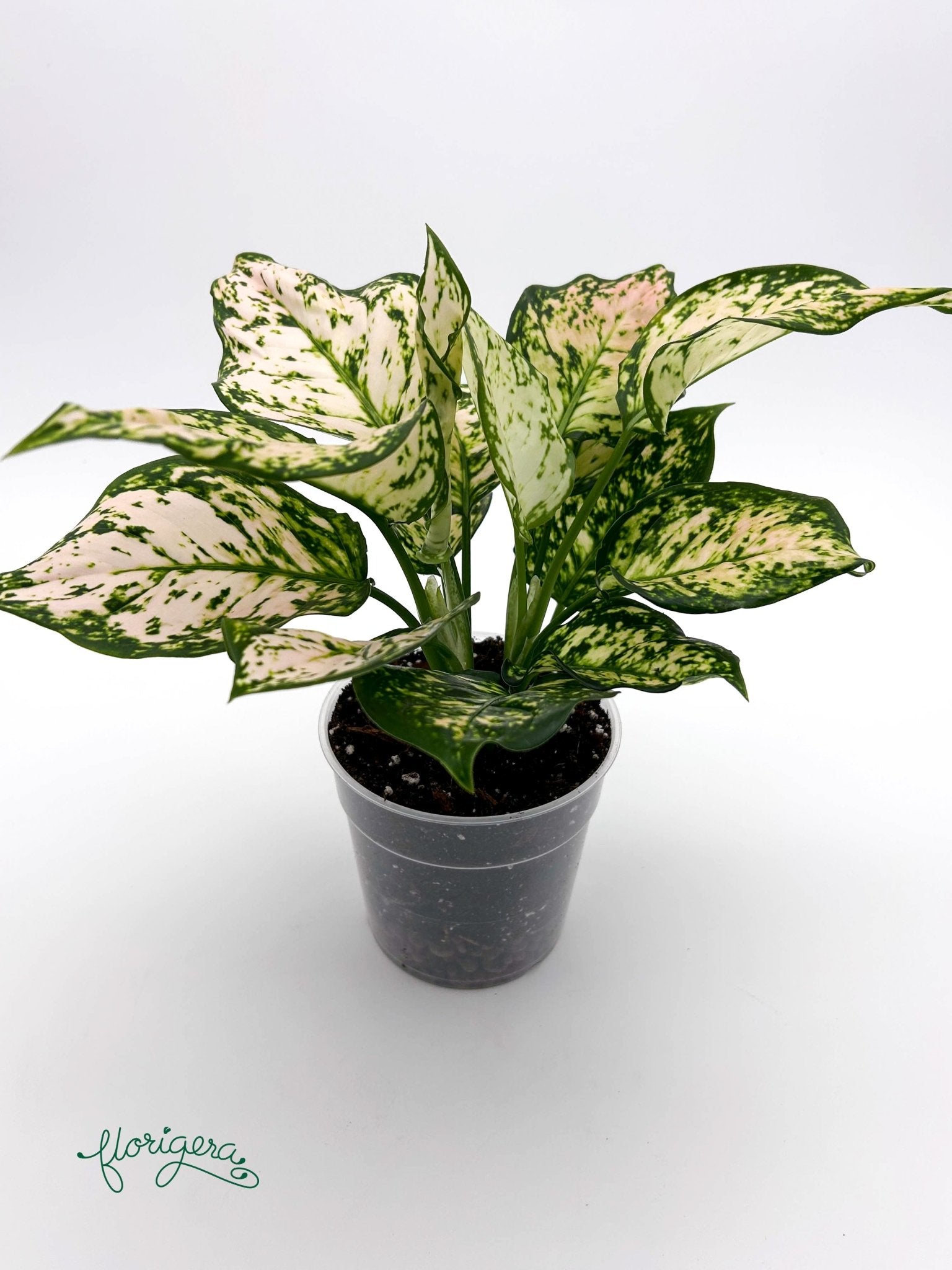Aglaonema Eileen - Florigera