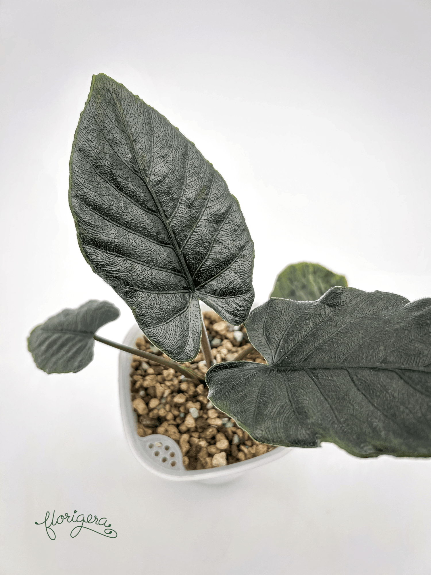 Alocasia &