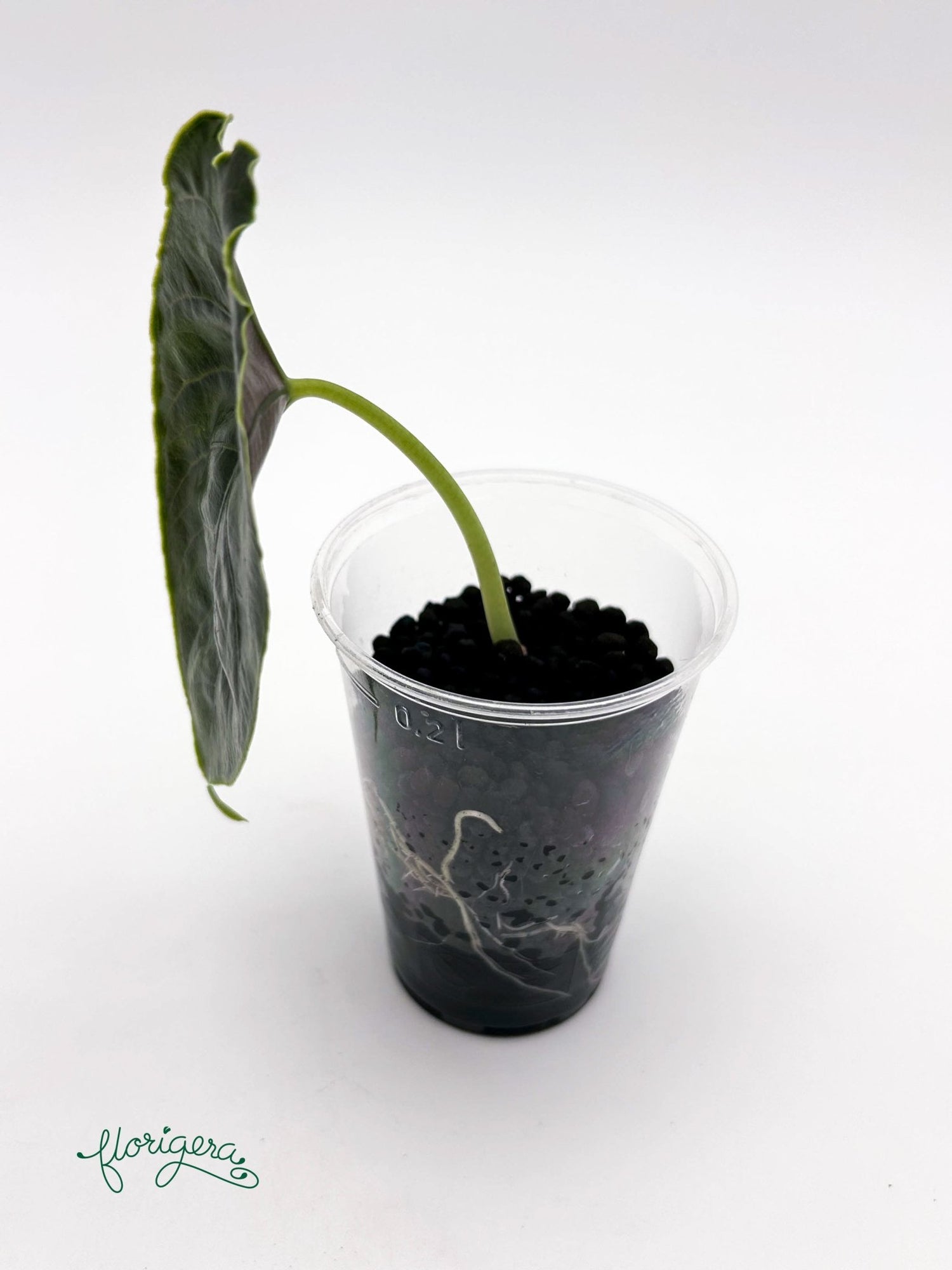 Alocasia azlanii - baby rastlinka - Florigera