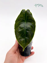 Alocasia azlanii - baby rastlinka - Florigera