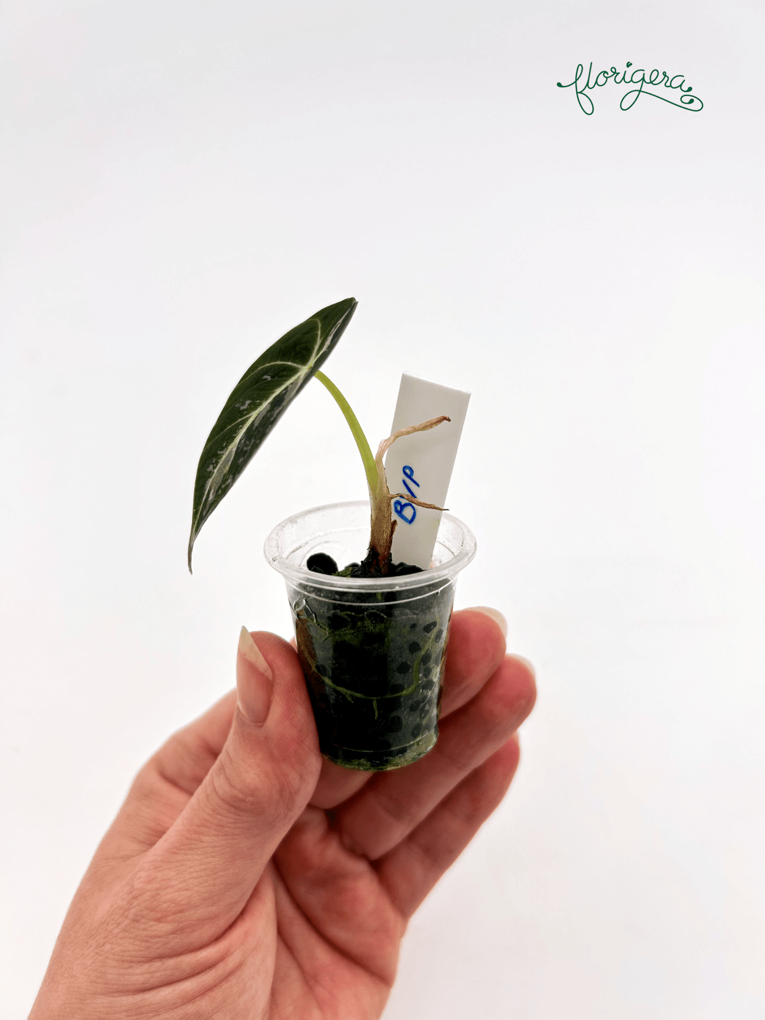 Alocasia Black Velvet Pink Variegated - baby rastlinka - Florigera