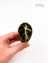 Alocasia Black Velvet Pink Variegated - baby rastlinka - Florigera