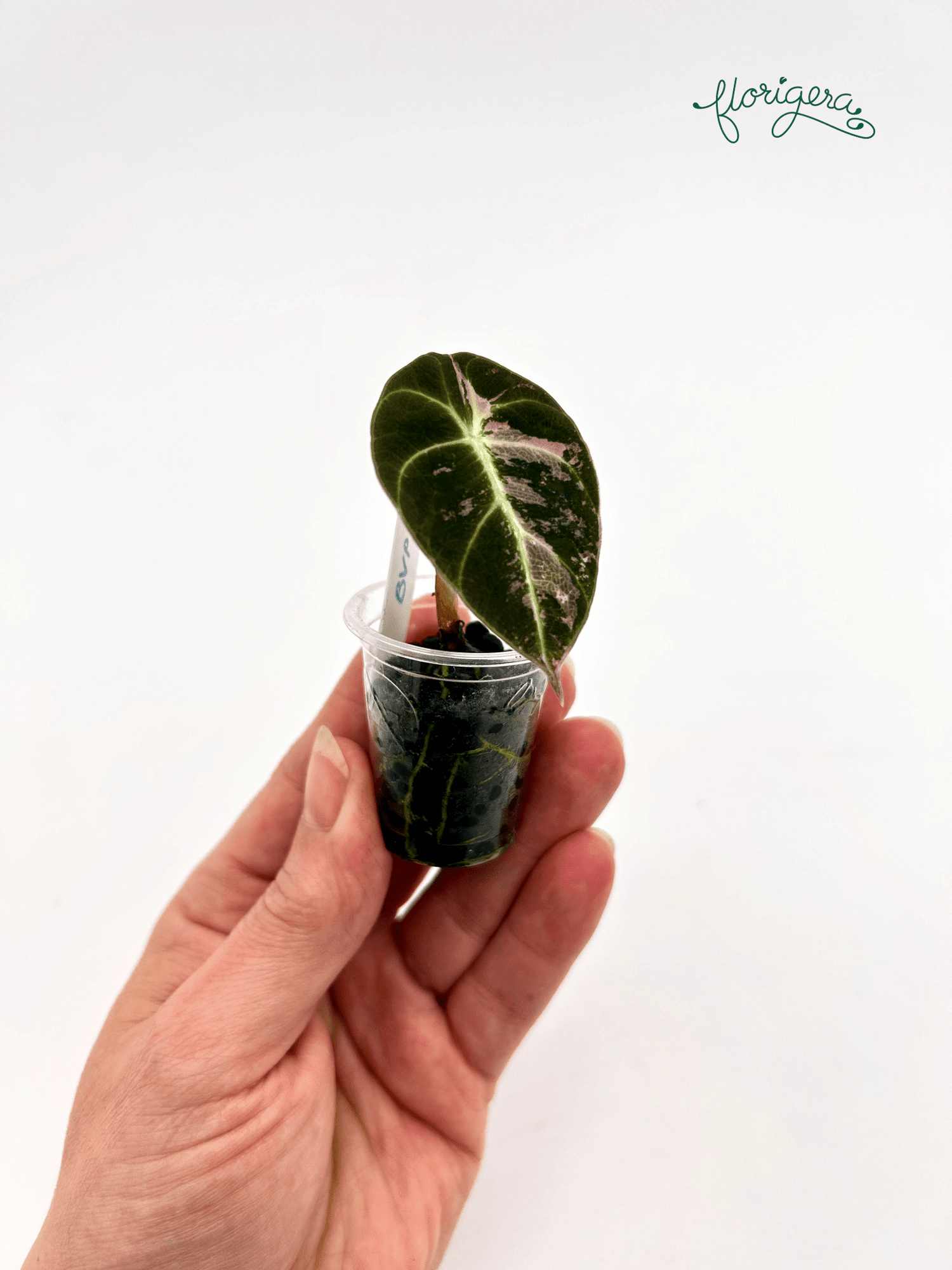 Alocasia Black Velvet Pink Variegated - baby rastlinka - Florigera