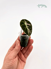 Alocasia Black Velvet Pink Variegated - baby rastlinka - Florigera