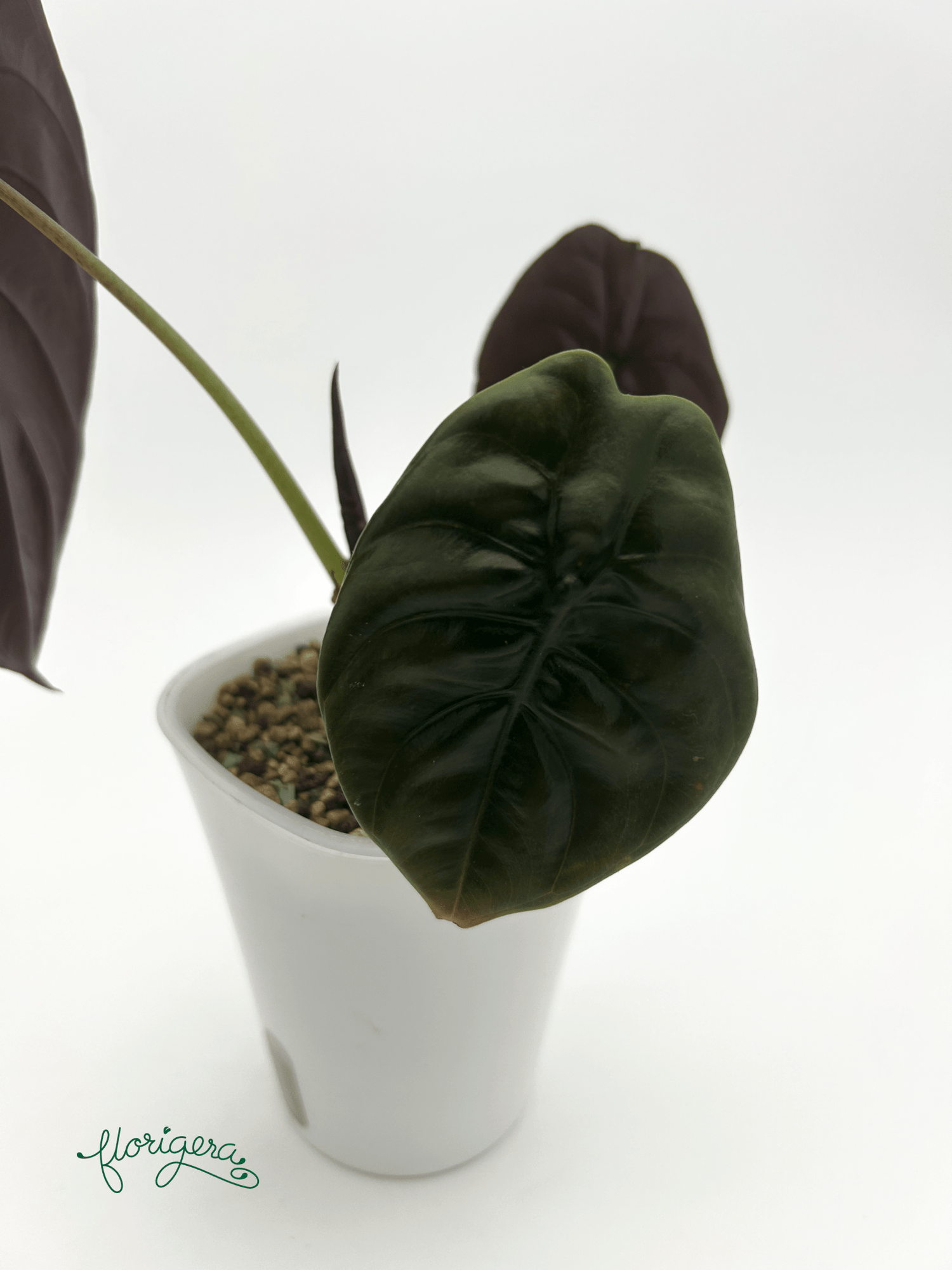 Alocasia Cuprea &quot;Red Secret&quot; – baby rastlinka - Florigera