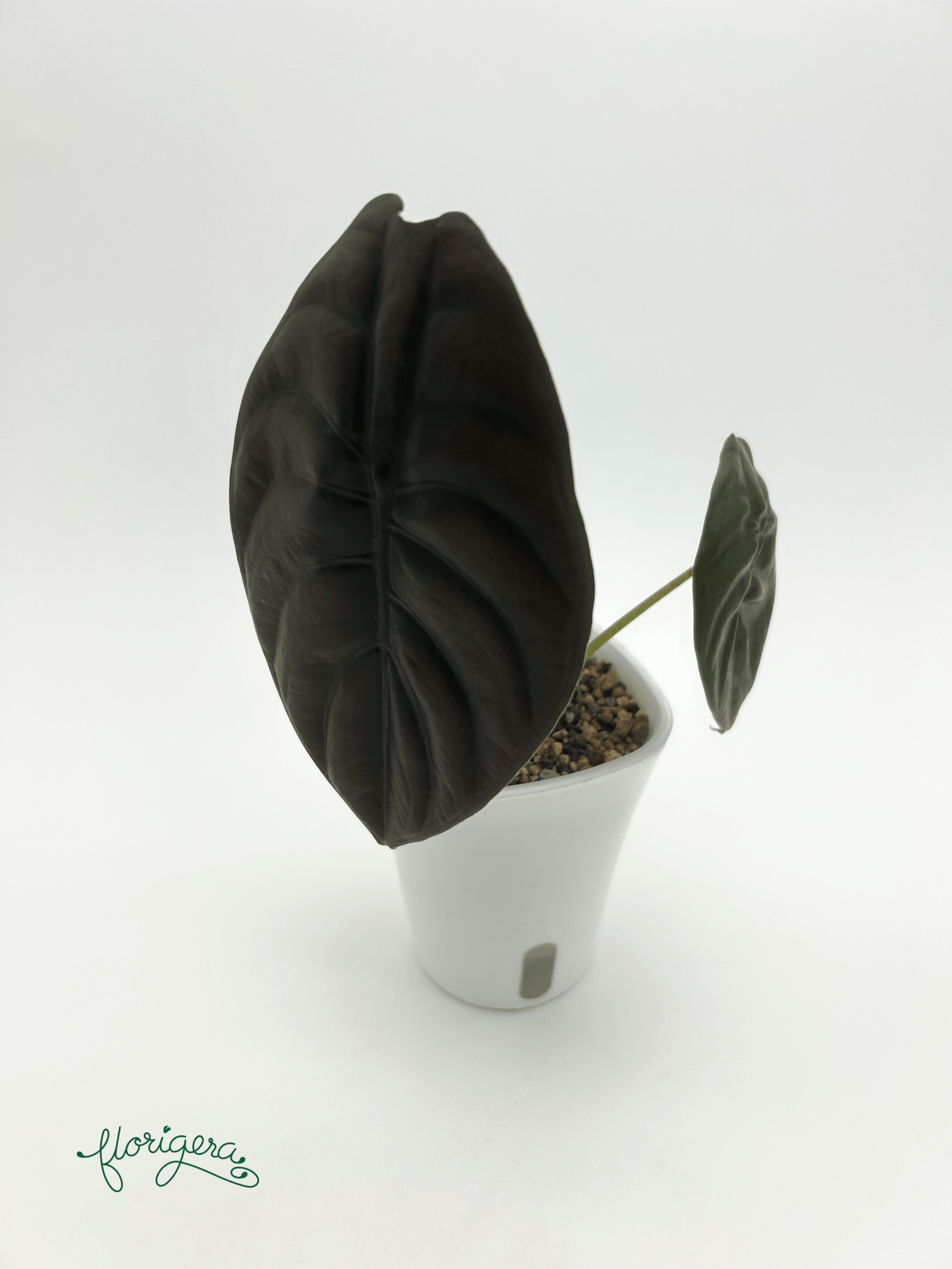 Alocasia Cuprea &quot;Red Secret&quot; – baby rastlinka - Florigera