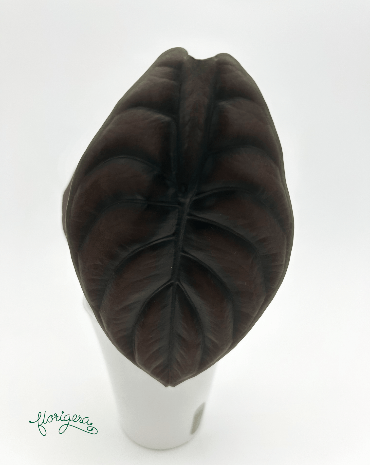 Alocasia Cuprea &quot;Red Secret&quot; – baby rastlinka - Florigera