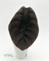 Alocasia Cuprea "Red Secret" – baby rastlinka - Florigera