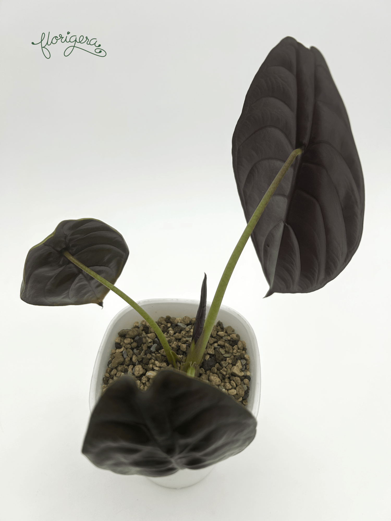 Alocasia Cuprea &quot;Red Secret&quot; – baby rastlinka - Florigera