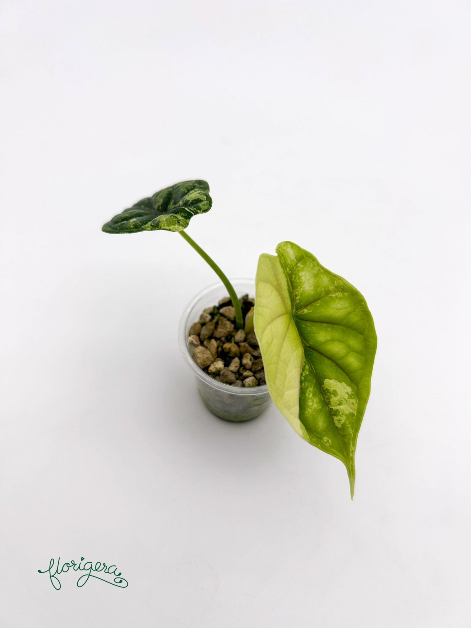 Alocasia Dragon Scale Variegata - baby rastlinka - Florigera