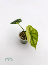 Alocasia Dragon Scale Variegata - baby rastlinka - Florigera