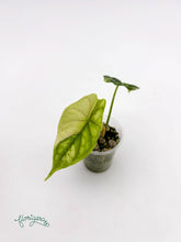 Alocasia Dragon Scale Variegata - baby rastlinka - Florigera