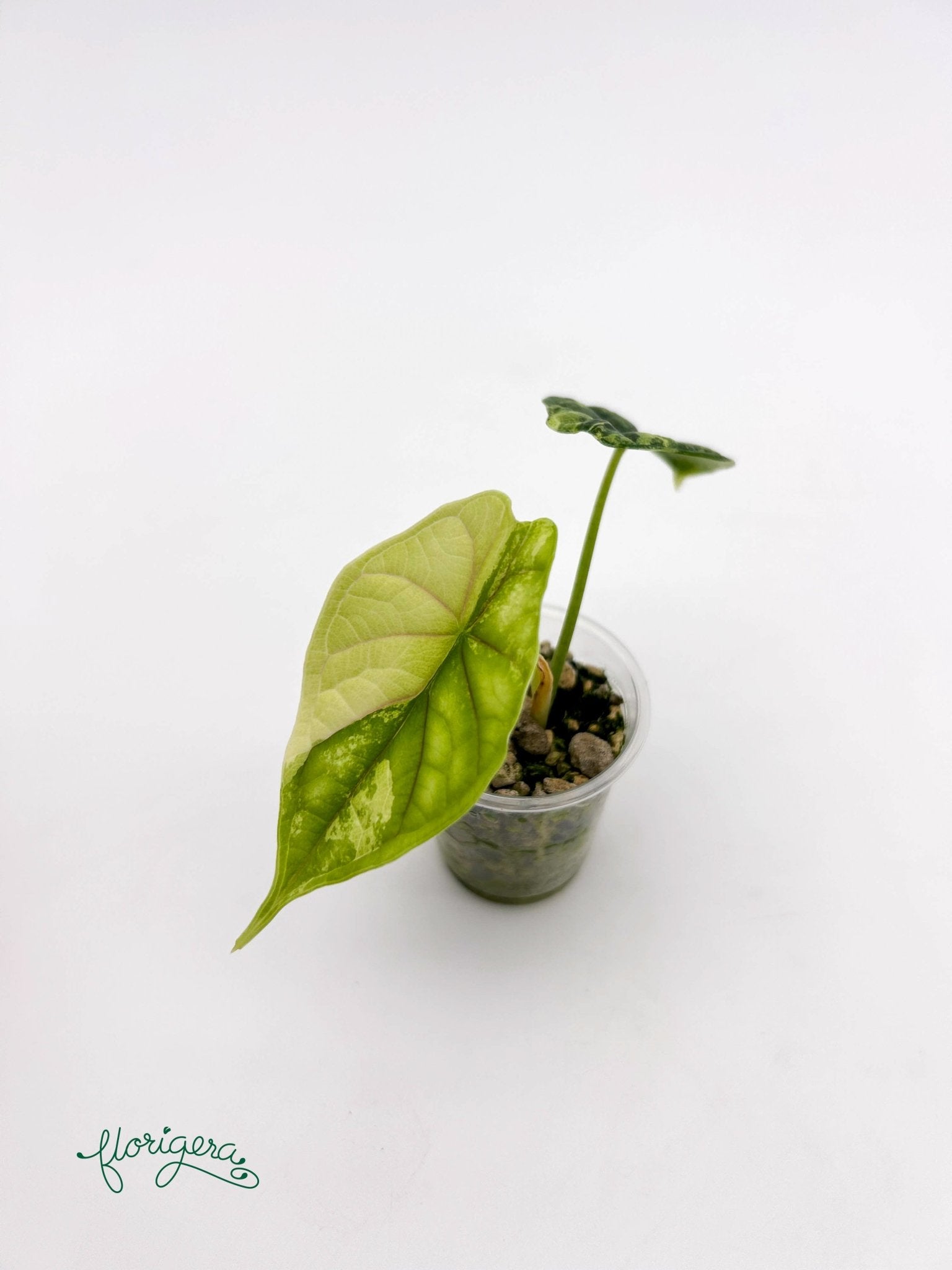 Alocasia Dragon Scale Variegata - baby rastlinka - Florigera