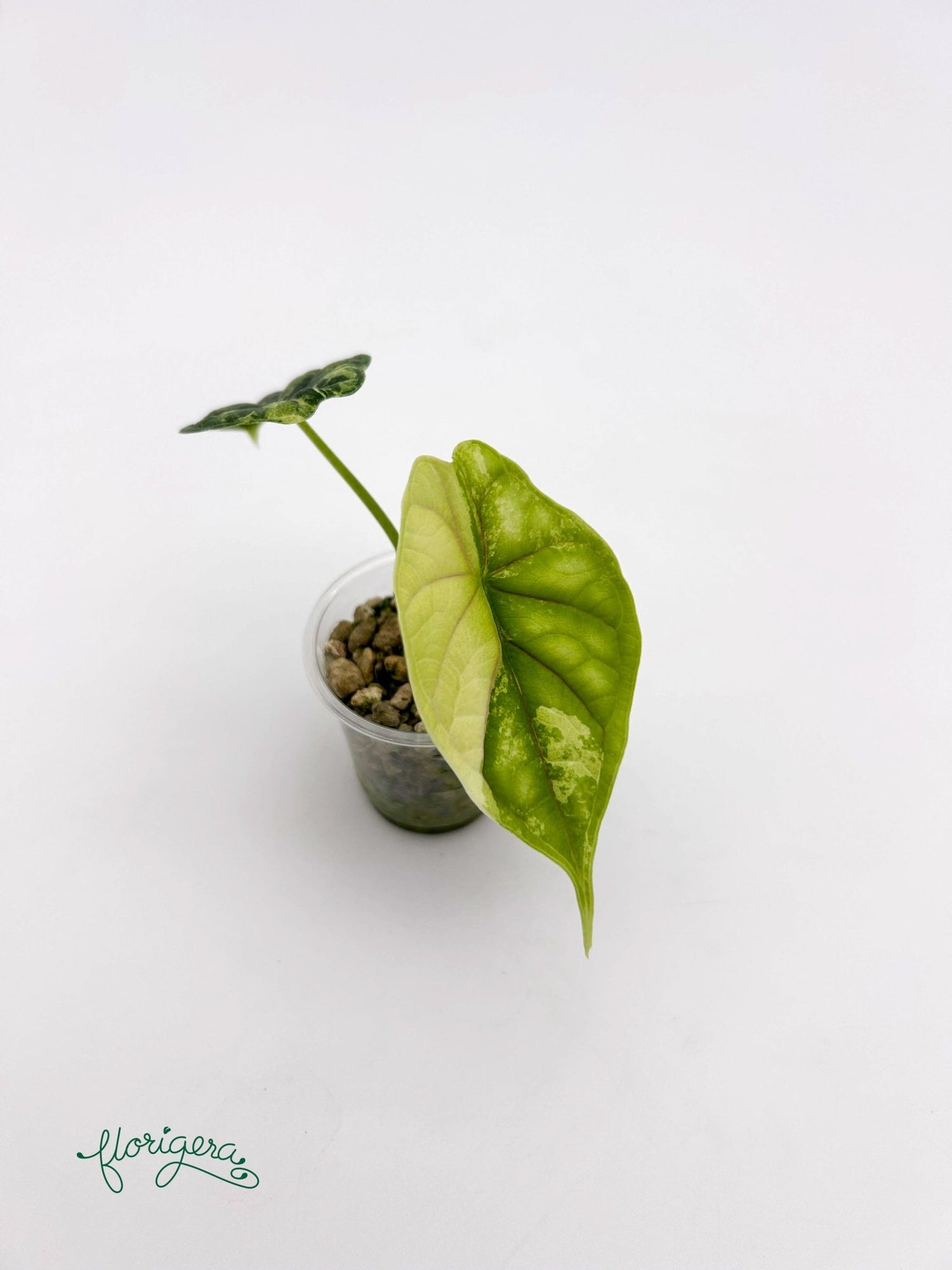 Alocasia Dragon Scale Variegata - baby rastlinka - Florigera