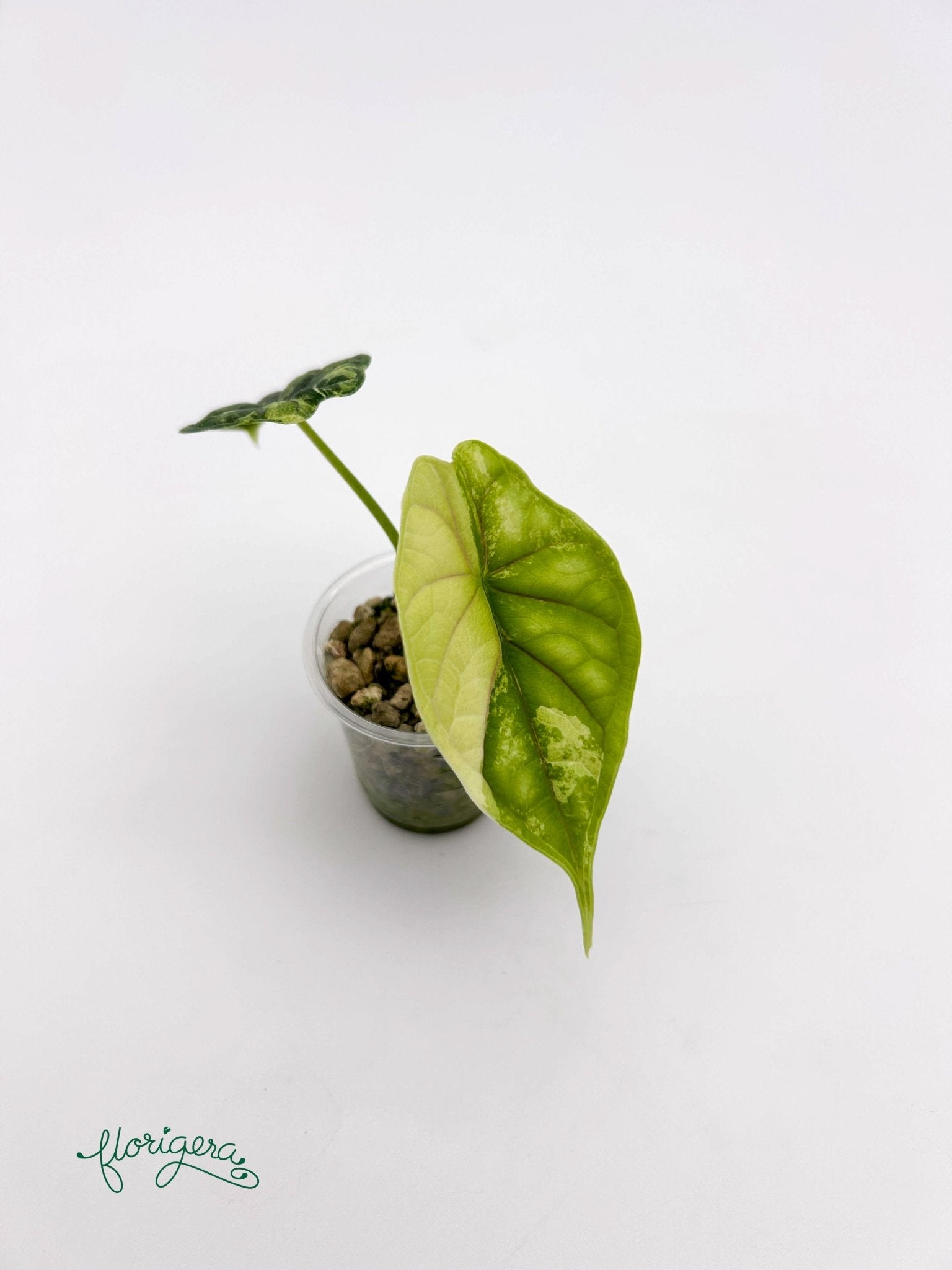 Alocasia Dragon Scale Variegata - baby rastlinka - Florigera