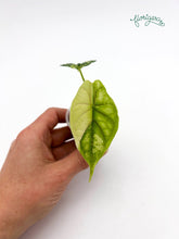 Alocasia Dragon Scale Variegata - baby rastlinka - Florigera