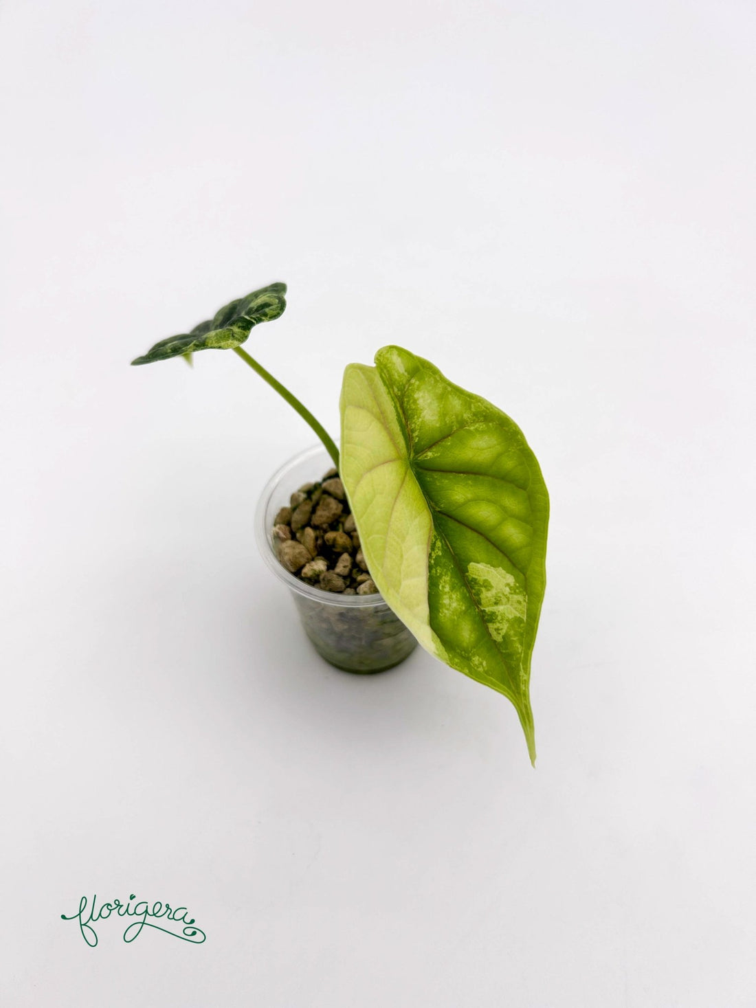 Alocasia Dragon Scale Variegata - baby rastlinka - Florigera