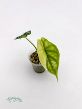 Alocasia Dragon Scale Variegata - baby rastlinka - Florigera