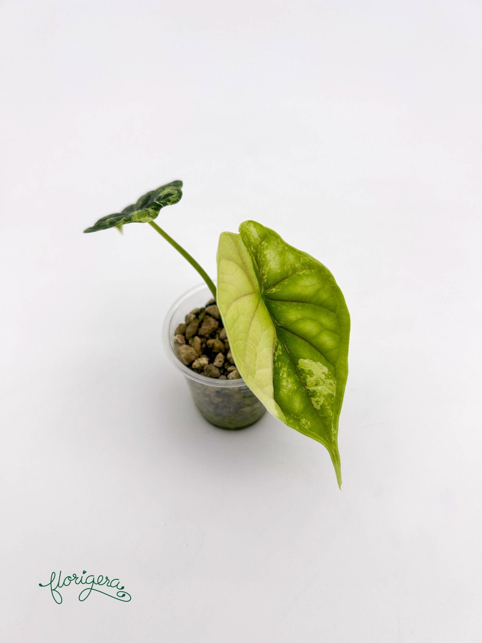 Alocasia Dragon Scale Variegata - baby rastlinka - Florigera