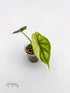 Alocasia Dragon Scale Variegata - baby rastlinka - Florigera