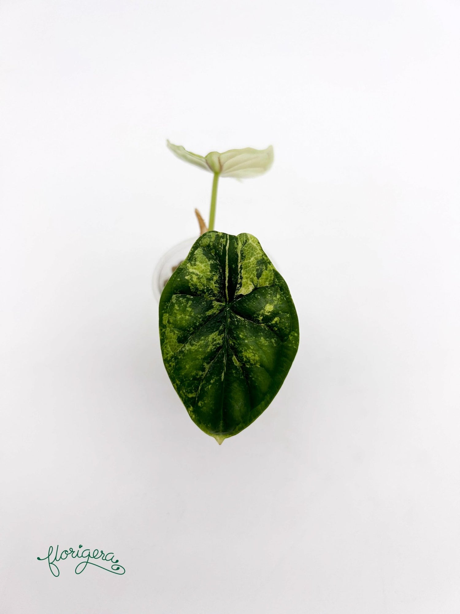 Alocasia Dragon Scale Variegata - baby rastlinka - Florigera