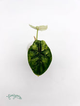Alocasia Dragon Scale Variegata - baby rastlinka - Florigera