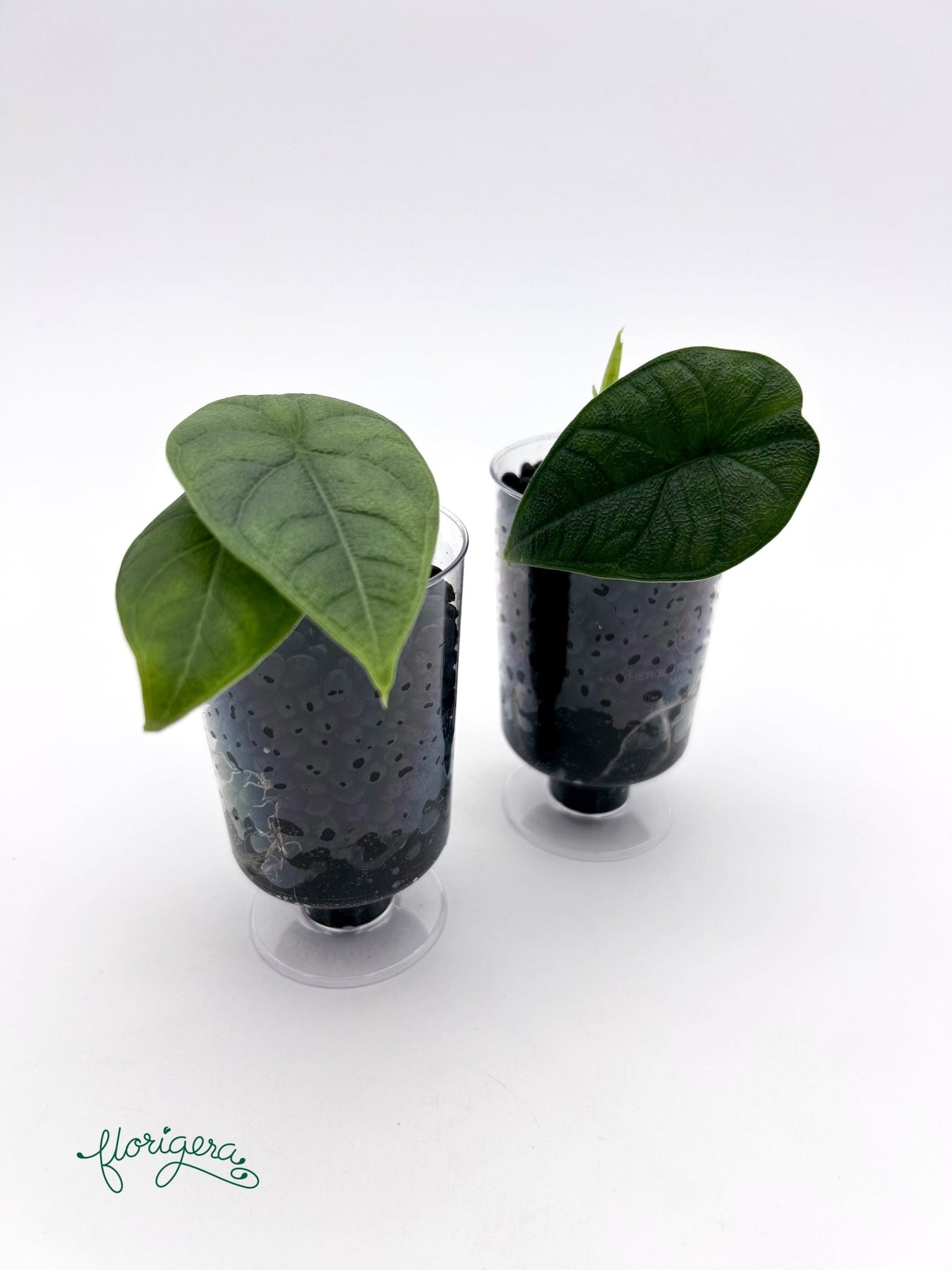 Alocasia melo - baby rastlinka - Florigera