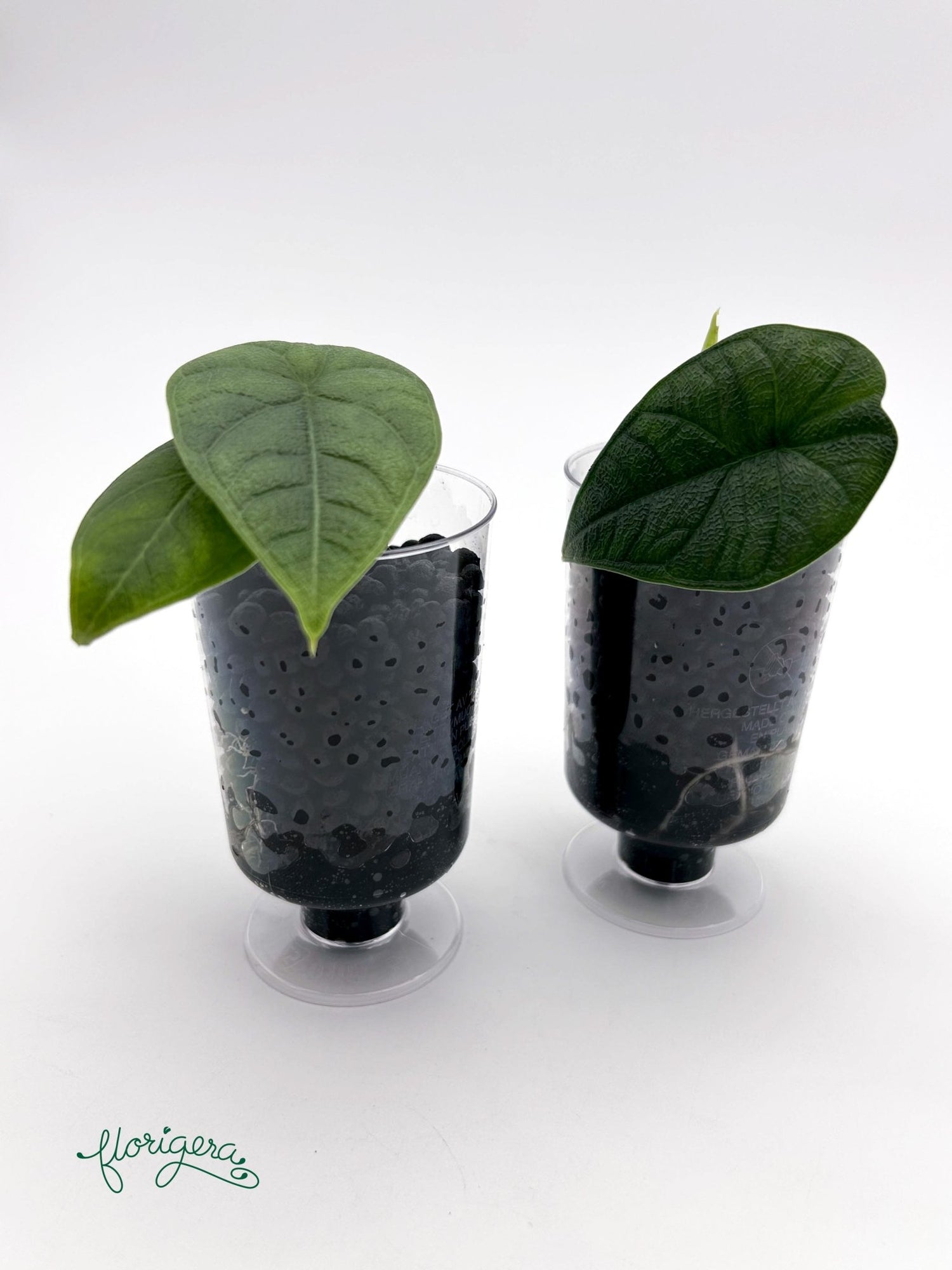 Alocasia melo - baby rastlinka - Florigera