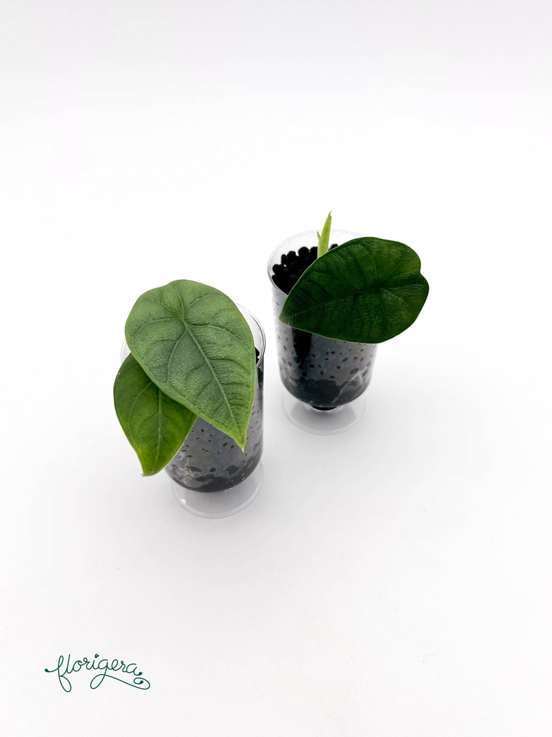 Alocasia melo - baby rastlinka - Florigera