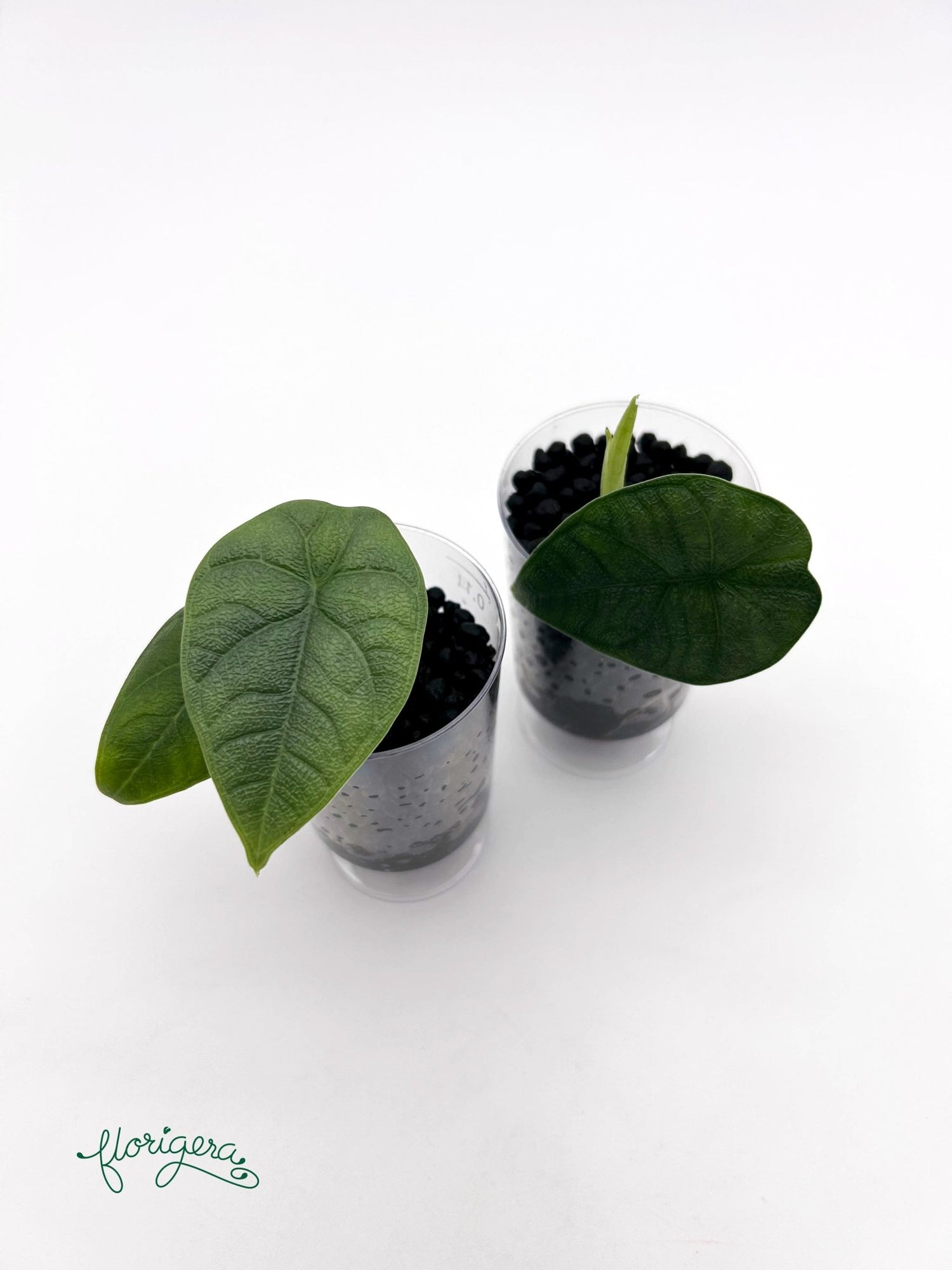 Alocasia melo - baby rastlinka - Florigera