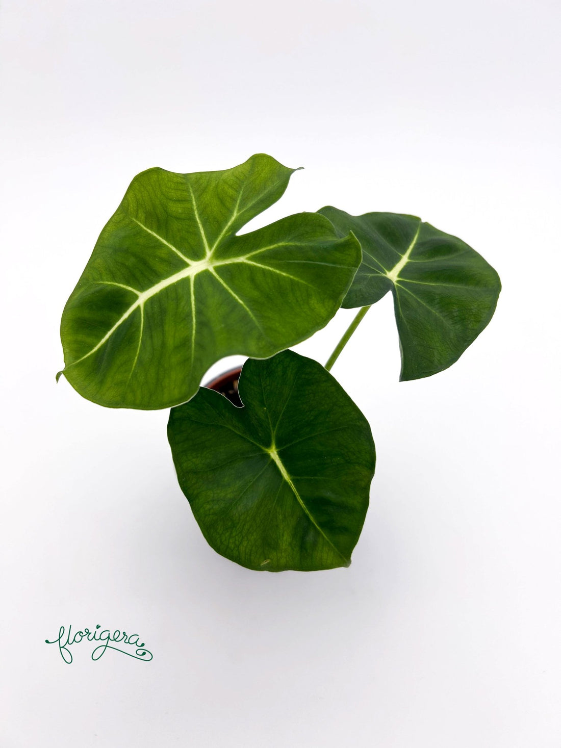 Alocasia micholitziana Round Type - Florigera