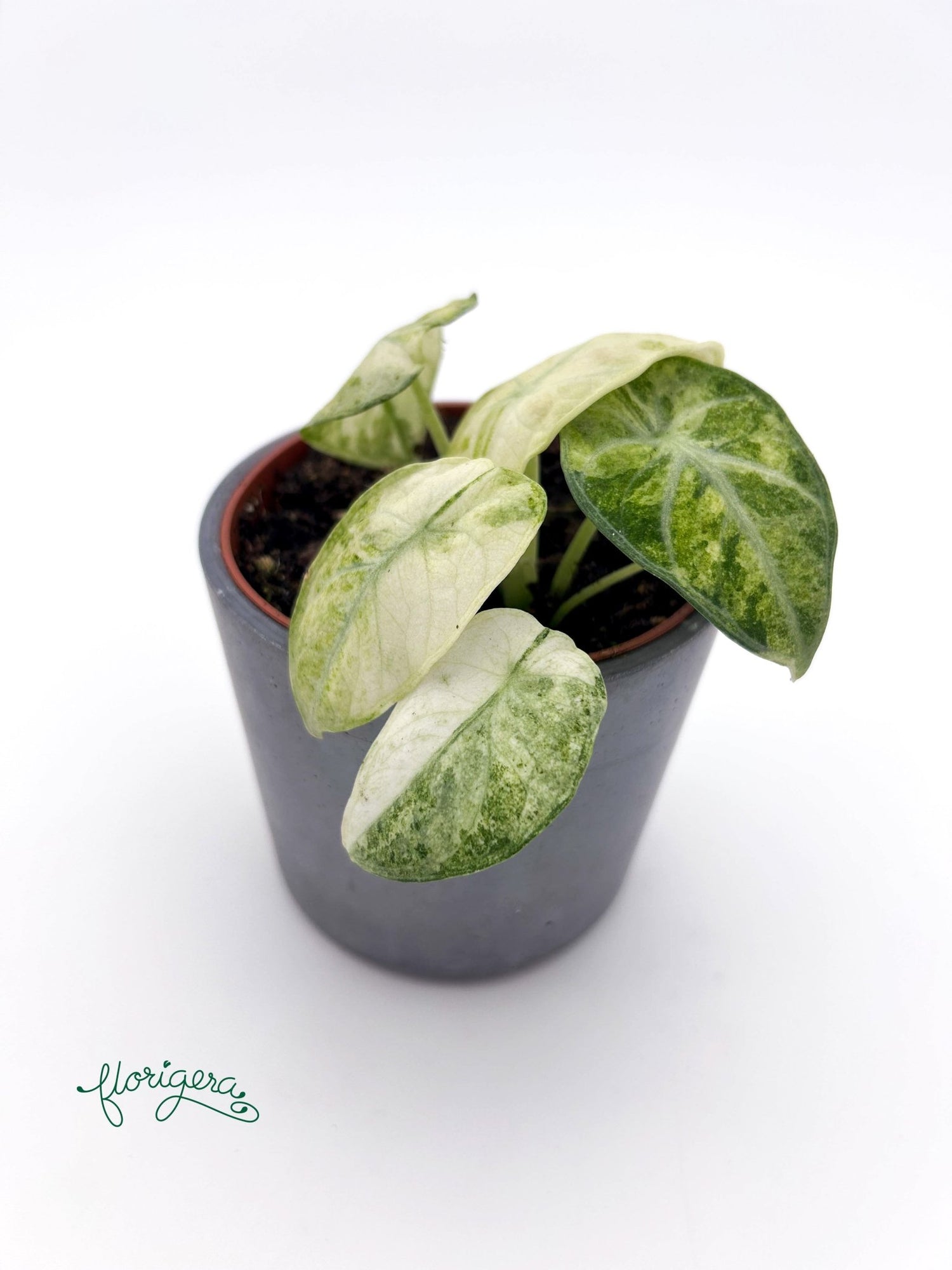 Alocasia Ninja Tricolor - Florigera