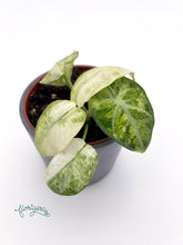 Alocasia Ninja Tricolor - Florigera