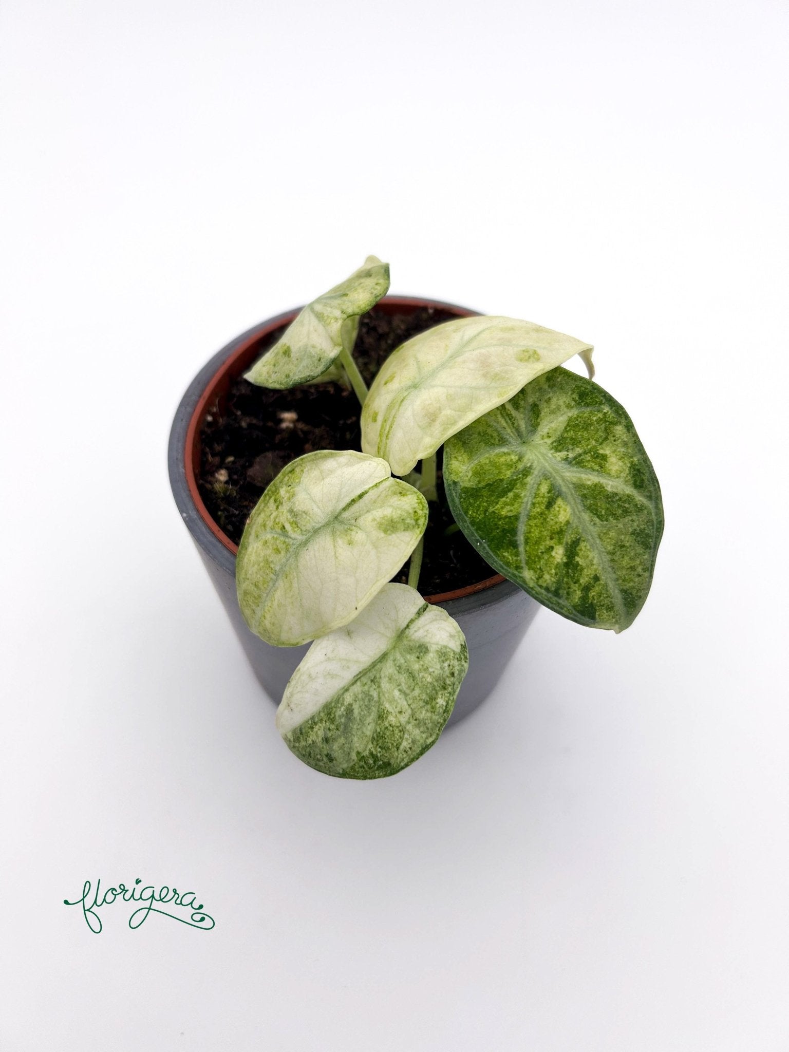 Alocasia Ninja Tricolor - Florigera