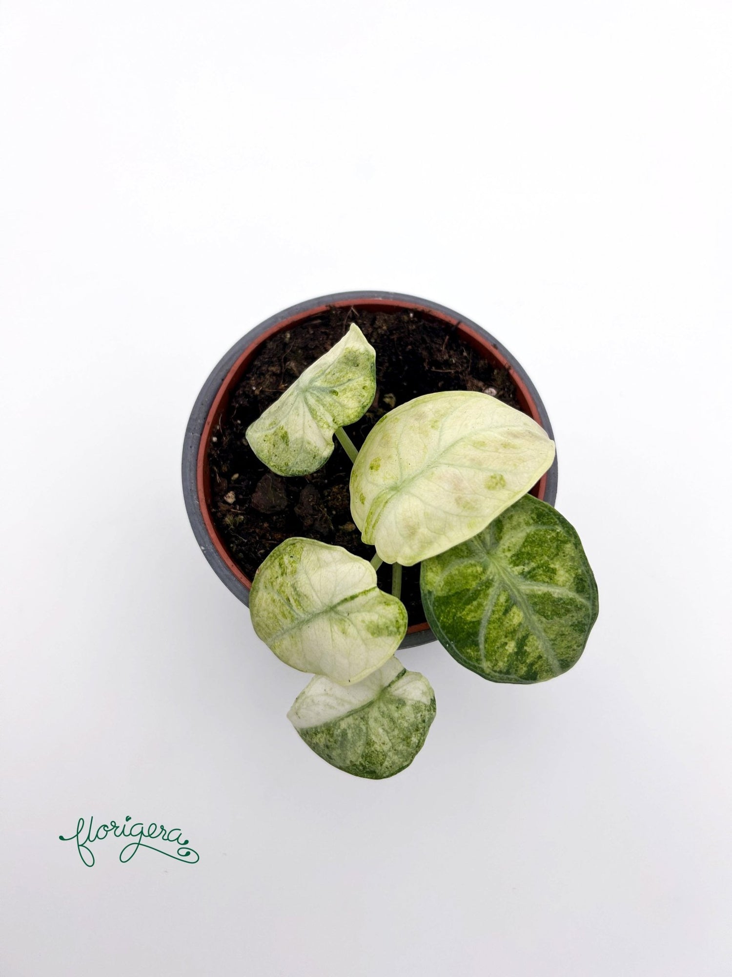 Alocasia Ninja Tricolor - Florigera