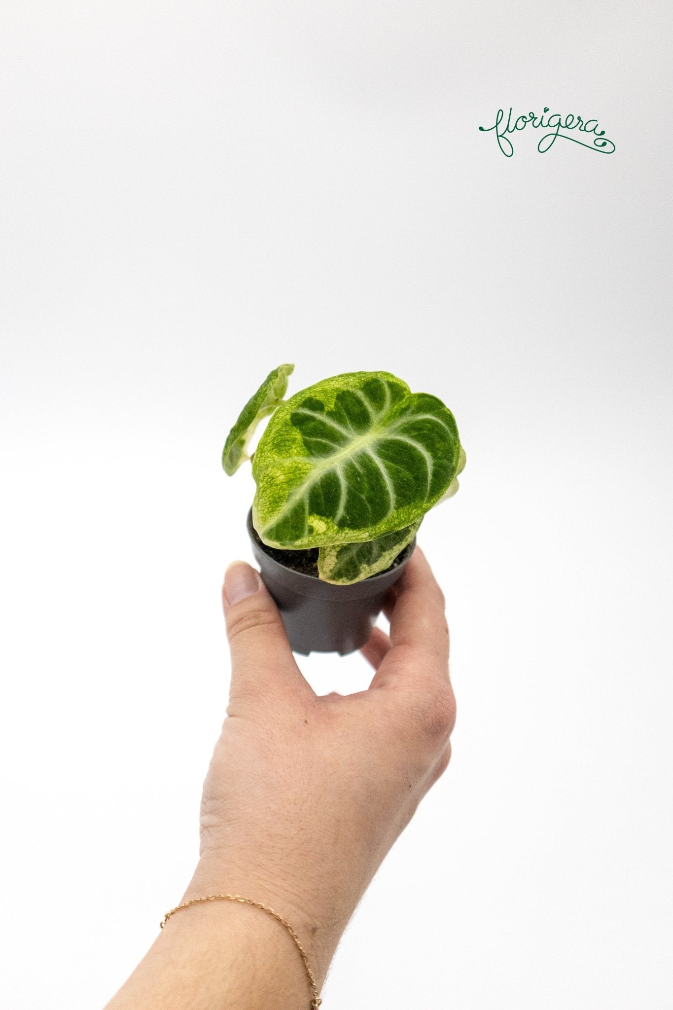 Alocasia Ninja variegata - baby rastlinka - Florigera