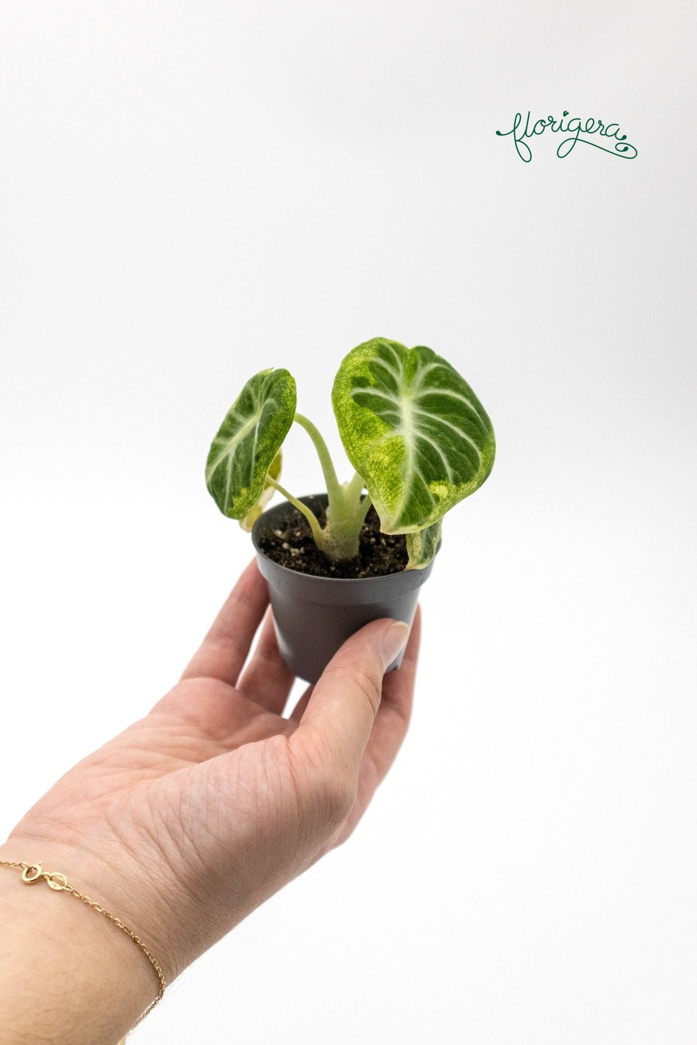 Alocasia Ninja variegata - baby rastlinka - Florigera