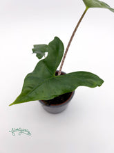 Alocasia nycteris ‘Batwing’ - Florigera