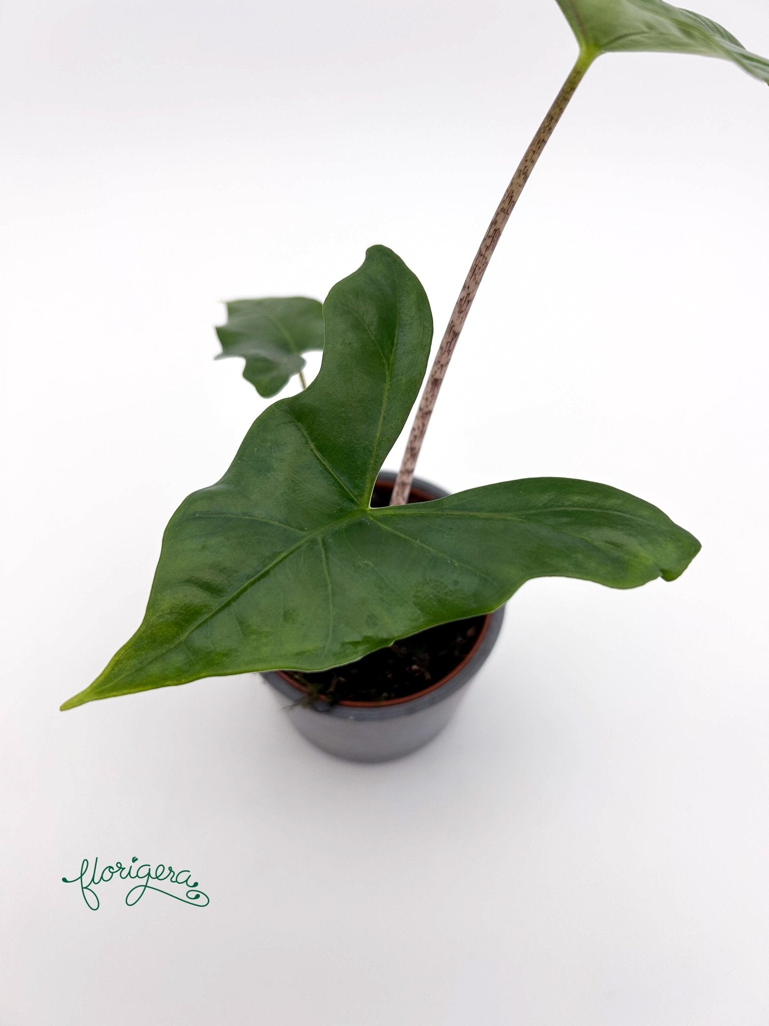 Alocasia nycteris ‘Batwing’ - Florigera